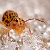 Globular Springtail in frost 1 